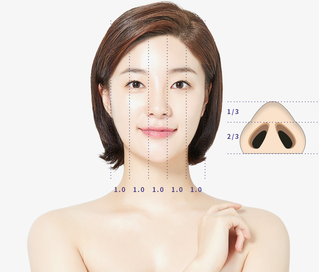 얼굴과 코의 이상적인 비율을 설명하는 정면 이미지
